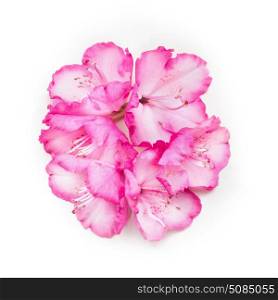 Pretty floral composing with pink flowers on white background