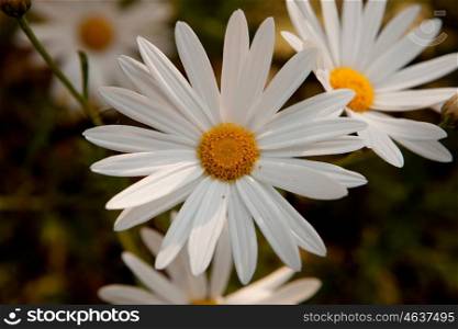 Pretty flowers in the field. Macro of wild daisies