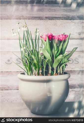 Pretty flowers pot with blooming of tulips and Lily of the Valley on wooden background, front view. Container Gardening , Lily of the Valley and tulips in a container