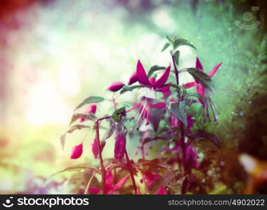 Pretty fuchsia flowers on summer garden background, close up, toned