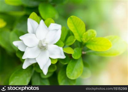 Pretty gardenia flower (Gardenia jasminoides) blooming Beautiful in morning in the green leaf garden background