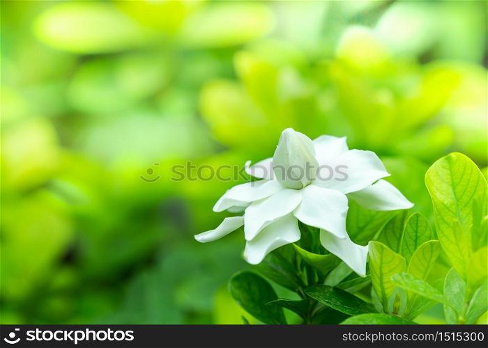 Pretty gardenia flower (Gardenia jasminoides) blooming Beautiful in morning in the green leaf garden background