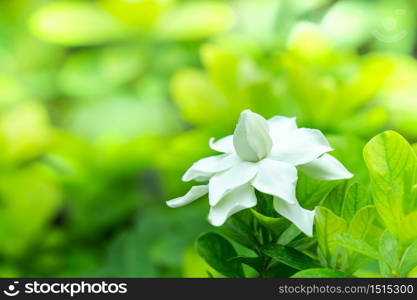 Pretty gardenia flower (Gardenia jasminoides) blooming Beautiful in morning in the green leaf garden background