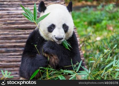 Pretty Giant Panda