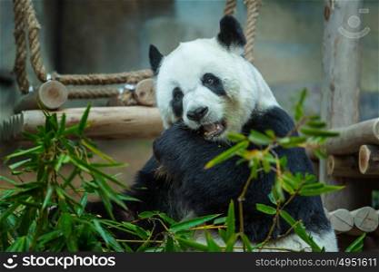 Pretty Giant Panda