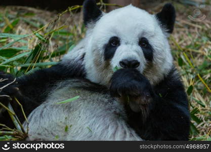 Pretty Giant Panda