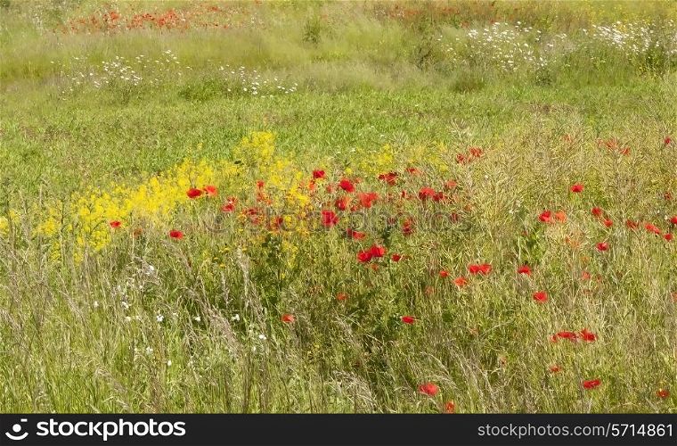 Pretty impressionist style wild flower meadow.