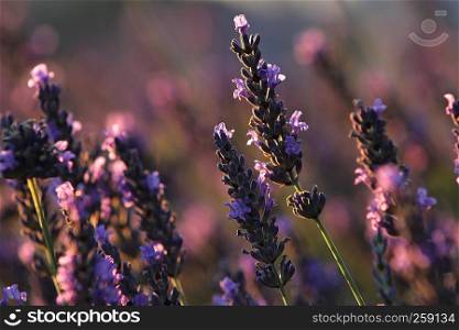 Pretty lavender flowers in the sunset