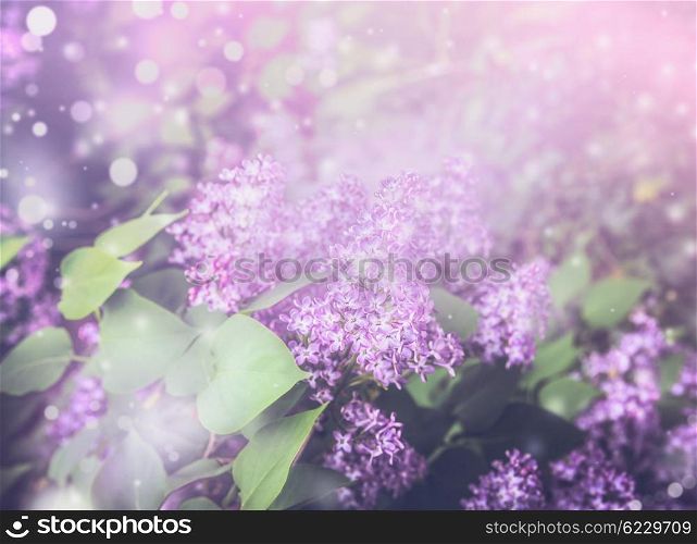 Pretty lilac blooming bush in garden or park. Floral nature background, outdoor