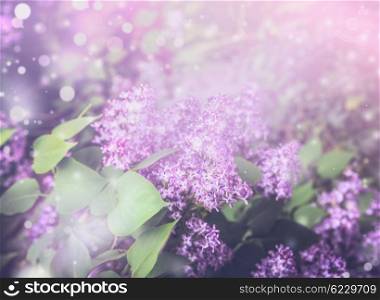 Pretty lilac blooming bush in garden or park. Floral nature background, outdoor