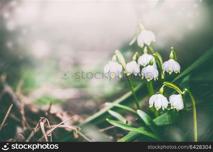Pretty lily of the valley at spring nature background. Dreamy soft focus effect.