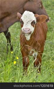 pretty little calf white and brown in grass with cow background