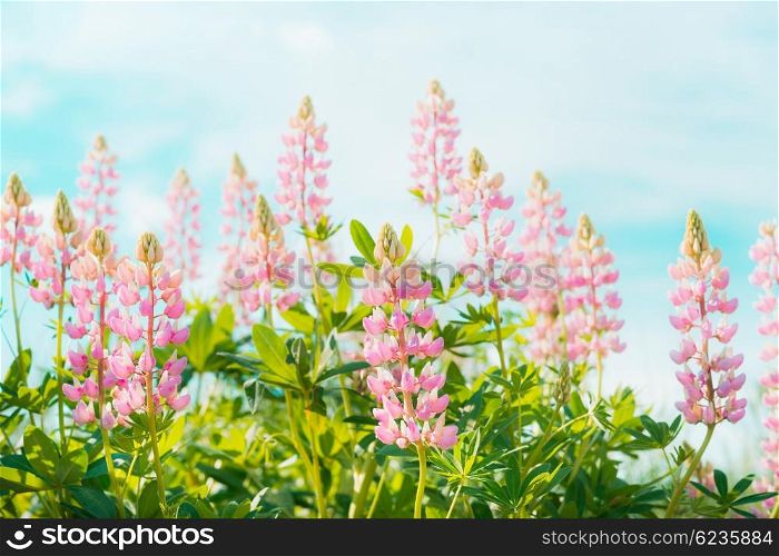 Pretty lupines flowers in garden or park over blue sky background, outdoor nature background