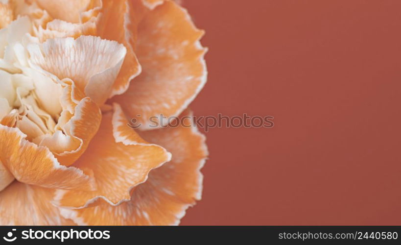 pretty macro bloomed flower 2