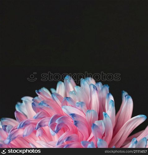 pretty macro pink blue flower