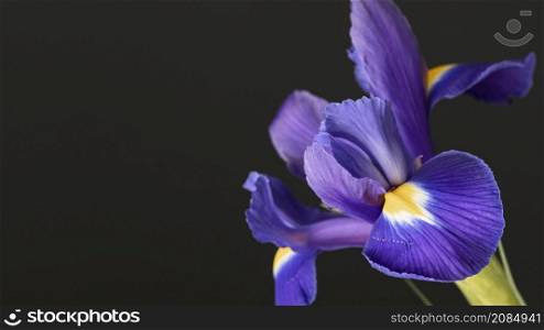 pretty macro purple flower
