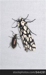 Pretty moth species of northeast India