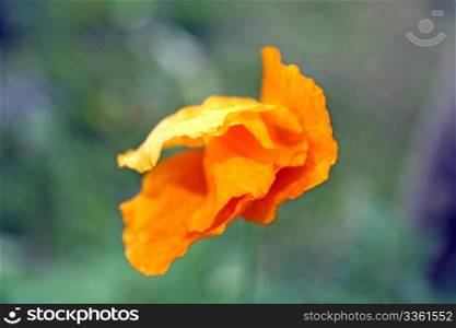 pretty orange poppy flower