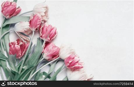 Pretty pastel tulips flowers with water drops on white background, top view, flat lay with copy space for your design. Layout for greeting card