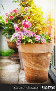 Pretty patio or balcony pot with container flowers: roses and verbena in Sunlight, container planting and gardening concept. Urban garden.