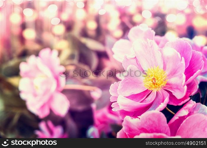 Pretty peonies flowers at sunny bokeh nature background