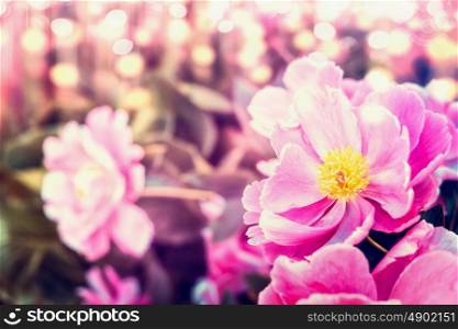 Pretty peonies flowers at sunny bokeh nature background