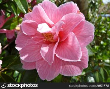 pretty pink flower