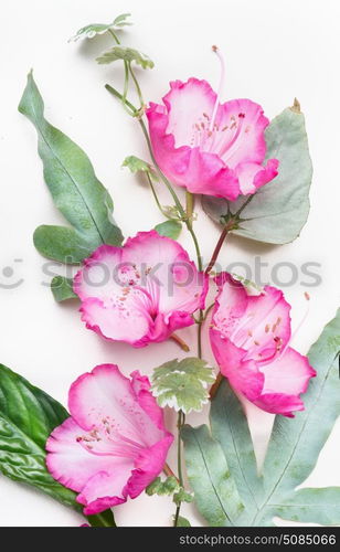 Pretty pink flowers with leaves on white background