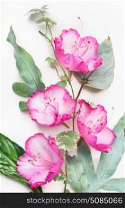 Pretty pink flowers with leaves on white background