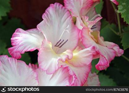 pretty pink gladioli flowers