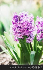 Pretty pink Hyacinths blooming on flower bed , outdoor floral springtime nature