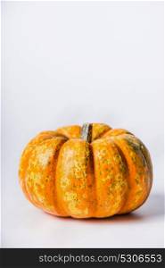 Pretty pumpkin on light background, front view.