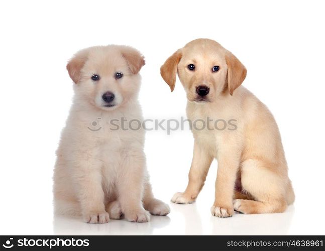 Pretty puppies dog sitting isolated on white background