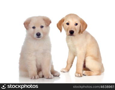 Pretty puppies dog sitting isolated on white background