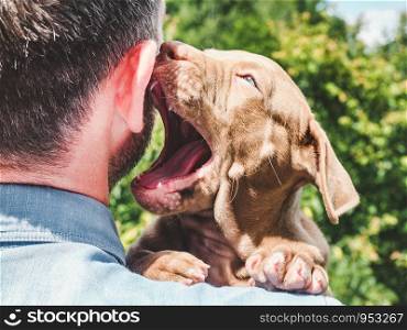 Pretty puppy of chocolate color and his caring owner on a background of blue sky, green trees on a clear, sunny day. Close-up, outdoor. Concept of care, education, obedience training, raising of pets. Puppy of chocolate color and his owner