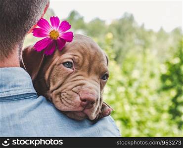 Pretty puppy of chocolate color and his caring owner on a background of blue sky, green trees on a clear, sunny day. Close-up, outdoor. Concept of care, education, obedience training, raising of pets. Puppy of chocolate color and his owner
