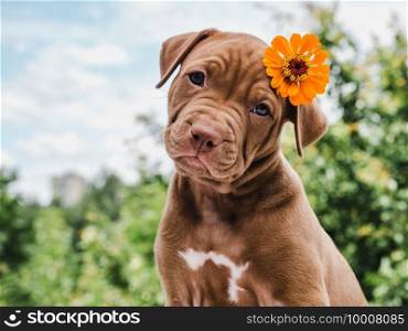 Pretty puppy of chocolate color with a bright flower on his head on a background of blue sky on a clear, sunny day. Close-up, outdoor. Concept of care, education, obedience training, raising of pets. Lovable, pretty puppy of chocolate color. Close-up