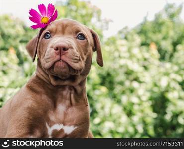 Pretty puppy of chocolate color with a bright flower on his head on a background of blue sky on a clear, sunny day. Close-up, outdoor. Concept of care, education, obedience training, raising of pets. Puppy of chocolate color and bright flower