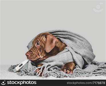 Pretty, purebred puppy of chocolate color wrapped up in a gray scarf and holding thermometer. Close-up, isolated background. Studio photo. Concept of care, education, training and raising of pets. Young puppy, wrapped in a gray scarf