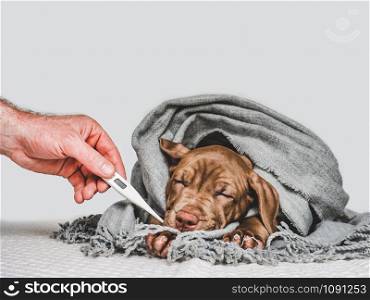 Pretty, purebred puppy, wrapped up in a gray scarf. Close-up, isolated background. Studio photo. Concept of care, education, training and raising pets. Young puppy, wrapped in a gray scarf
