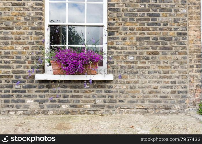 Pretty Purple Flowers in Window Box of Brick Town House