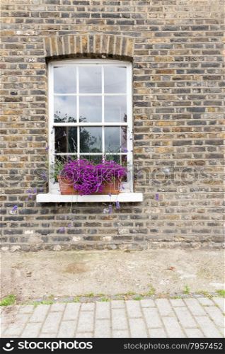 Pretty Purple Flowers in Window Box of Brick Town House