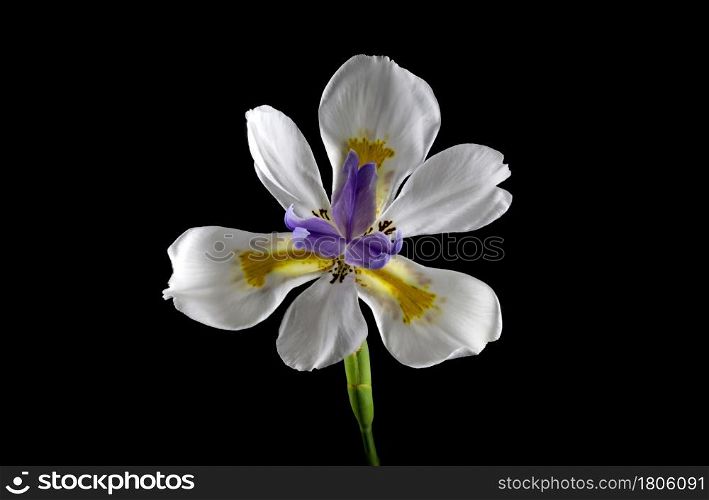 Pretty purple, white, gold and brown African butterfly iris flower, Dietes grandiflora, regarded as an environmental weed.