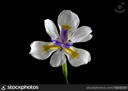 Pretty purple, white, gold and brown African butterfly iris flower, Dietes grandiflora, regarded as an environmental weed.