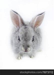 pretty rabbit . Gray rabbit isolated on white background