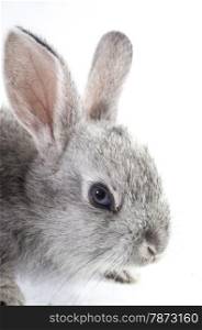 pretty rabbit . Gray rabbit isolated on white background