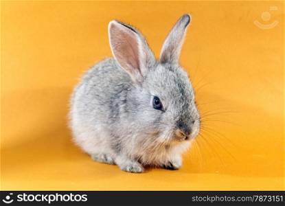 pretty rabbit . Gray rabbit on orange background