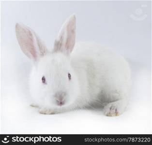 pretty rabbit . White rabbit isolated on white background