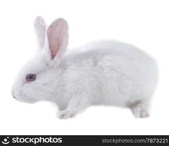pretty rabbit . White rabbit isolated on white background