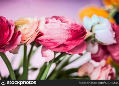 Pretty Ranunculus flowers at pink background, close up